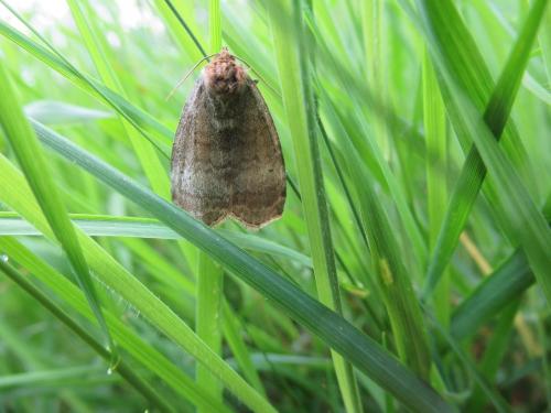 Réf. 181 739 : Ochropacha duplaris